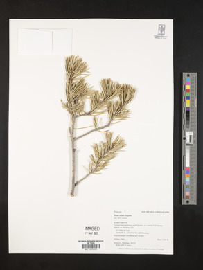 Pinus edulis image