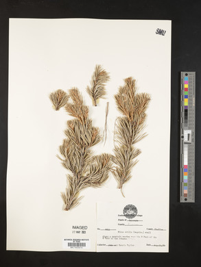 Pinus edulis image