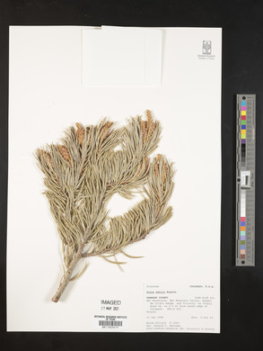 Pinus edulis image