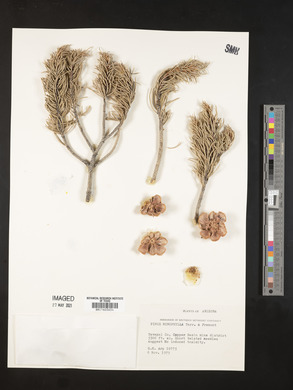 Pinus monophylla image