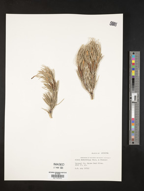 Pinus monophylla image