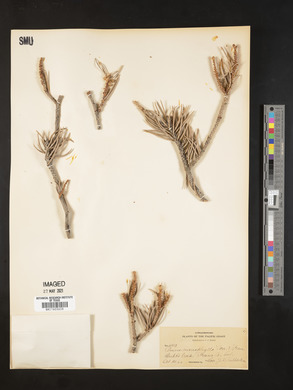 Pinus monophylla image