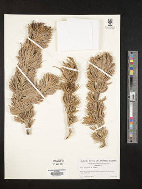 Pinus longaeva image