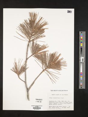 Pinus lambertiana image