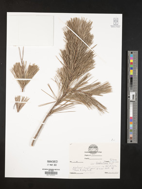Pinus lambertiana image