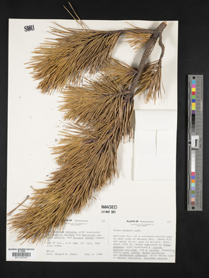 Pinus pungens image