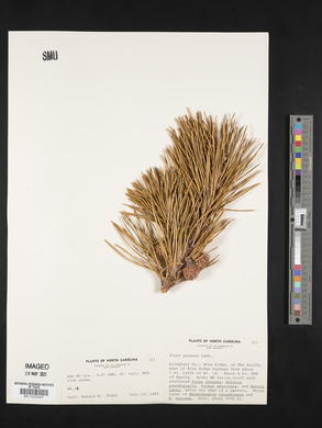 Pinus pungens image