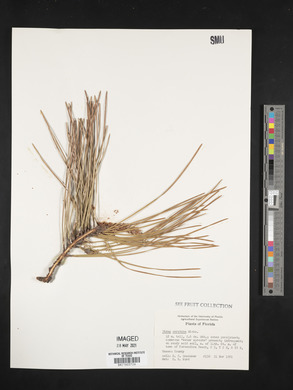 Pinus serotina image