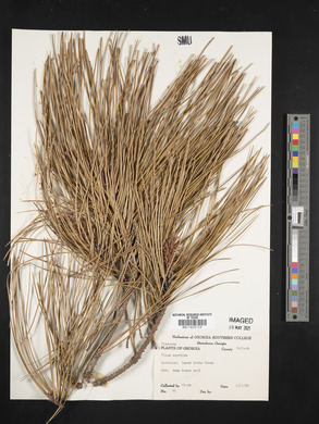 Pinus serotina image