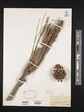 Pinus sabiniana image