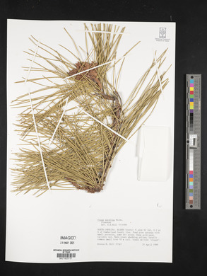 Pinus serotina image