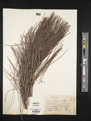 Pinus serotina image