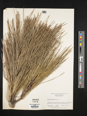 Pinus serotina image