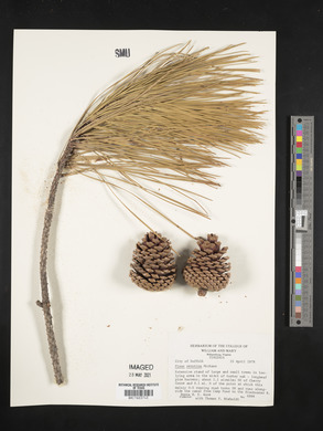 Pinus serotina image