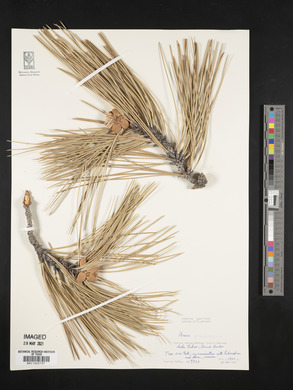 Pinus ponderosa image