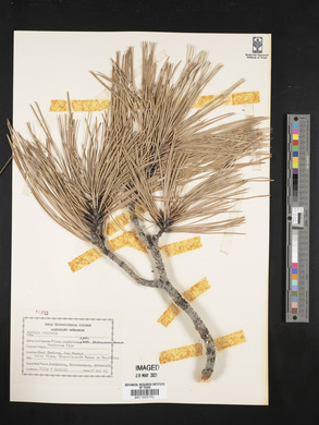 Pinus ponderosa image
