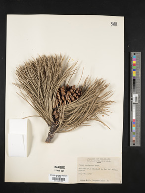 Pinus ponderosa image