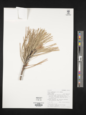Pinus ponderosa image