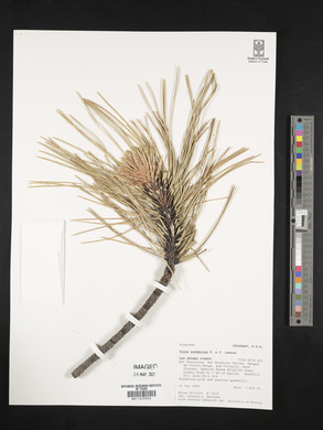 Pinus ponderosa image