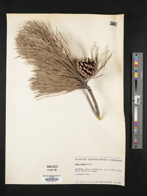 Pinus rigida image