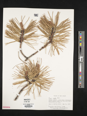 Pinus rigida image