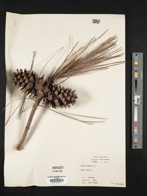 Pinus taeda image