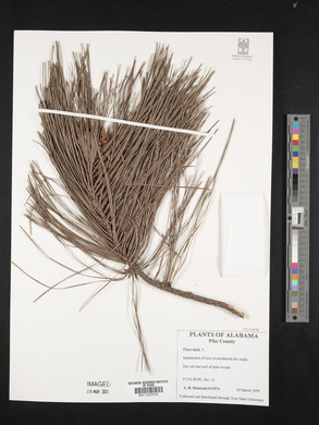 Pinus taeda image
