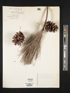 Pinus taeda image
