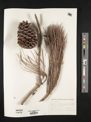 Pinus taeda image