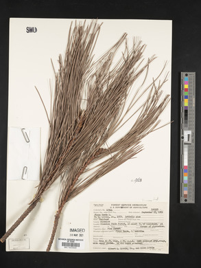 Pinus taeda image
