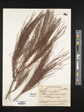 Pinus taeda image
