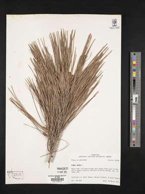Pinus taeda image
