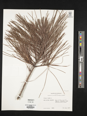 Pinus taeda image