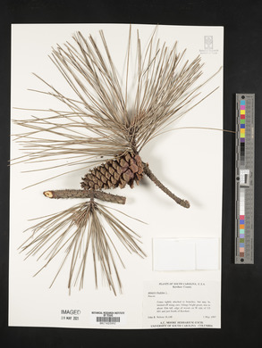 Pinus taeda image