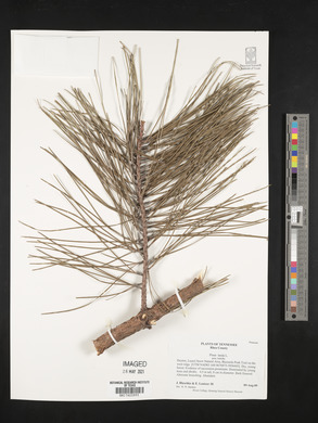 Pinus taeda image