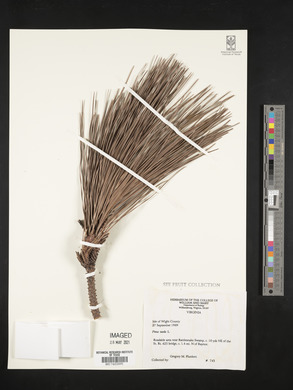 Pinus taeda image