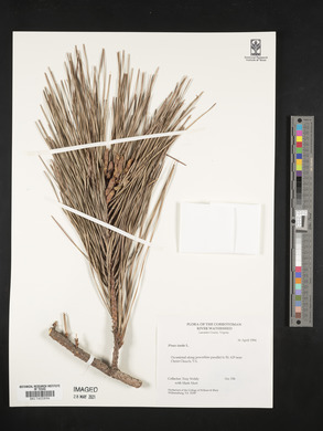 Pinus taeda image