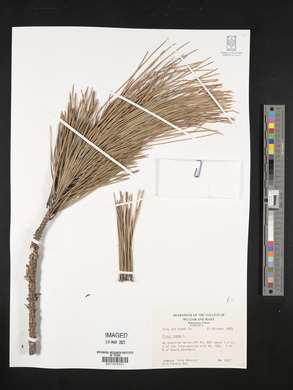 Pinus taeda image