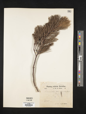 Pinus montana image