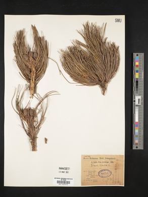 Pinus cembra image