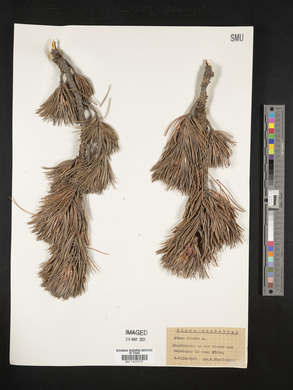 Pinus cembra image