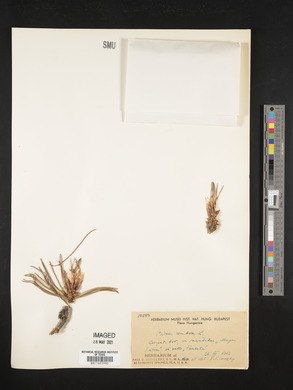Pinus cembra image