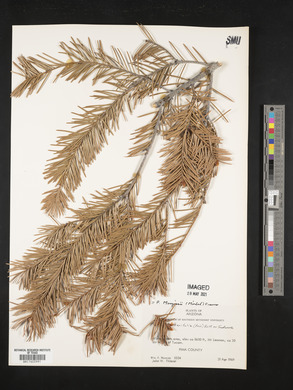 Picea sitchensis image
