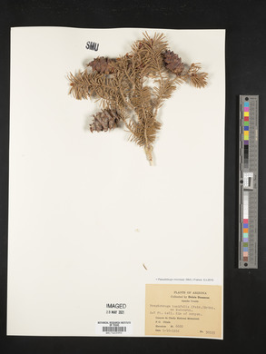 Pseudotsuga menziesii image