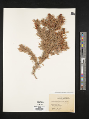 Pseudotsuga menziesii image