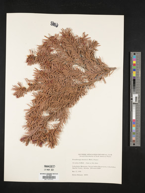 Pseudotsuga menziesii image