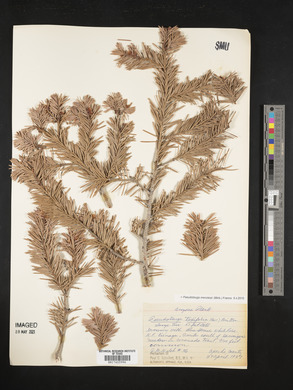 Pseudotsuga menziesii image