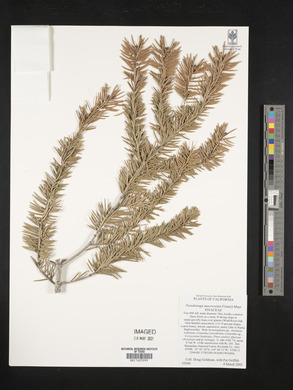 Pseudotsuga macrocarpa image