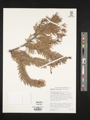 Pseudotsuga macrocarpa image