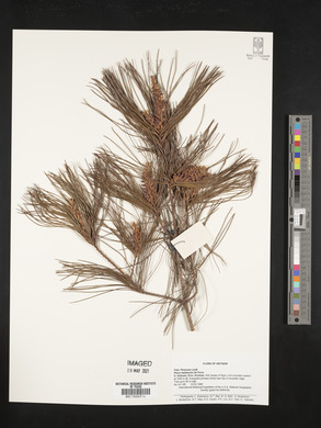 Image of Pinus dalatensis